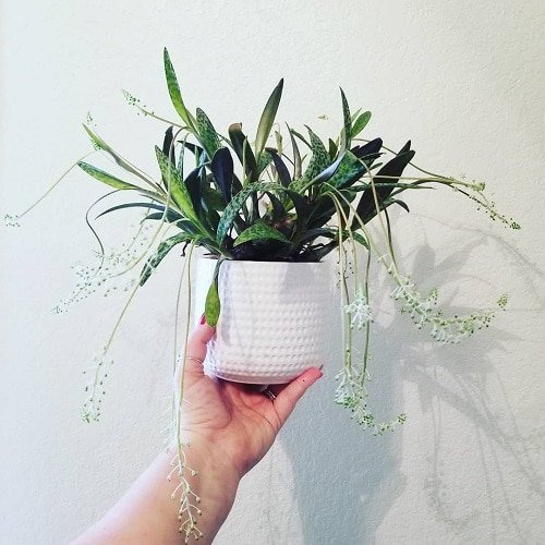 Houseplant Planting Guide 7