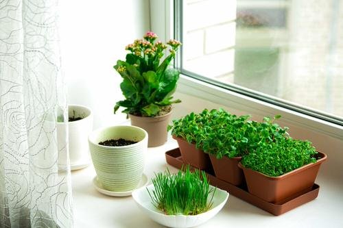 Pictures of Houseplants on Kitchen Windowsill 16