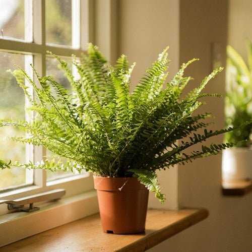 Pictures of Feng Shui Plants for Home 8