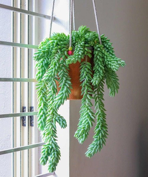 Hanging Basket Plants You can Grow from Cuttings 8