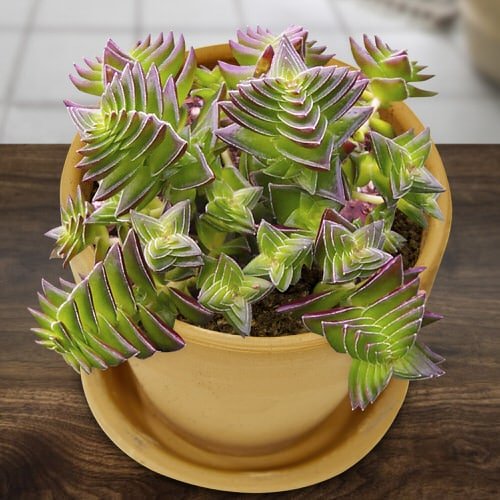 Succulents That Look Like Flowers 13