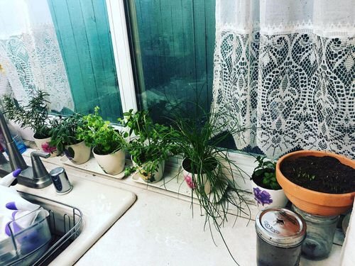 Pictures of Houseplants on Kitchen Windowsill