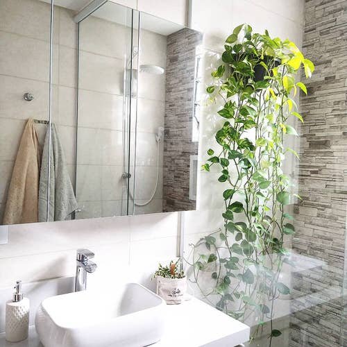 Pictures of Bathroom with Plants 8