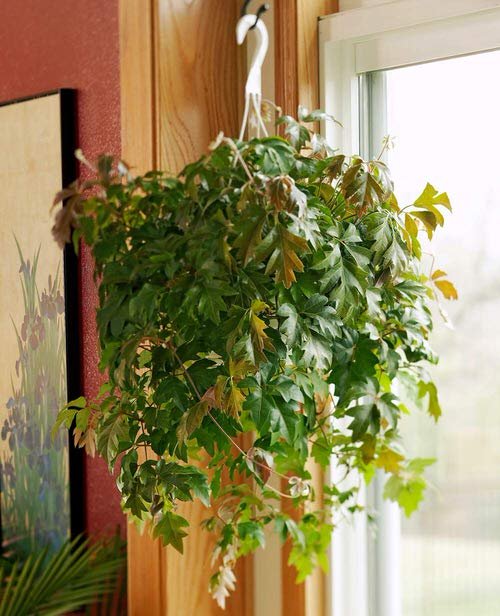 Pictures of Cascading Plants in Home 8