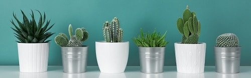 Houseplant Planting Guide 8