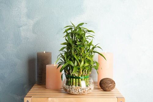 Pictures of Feng Shui Plants for Home 9
