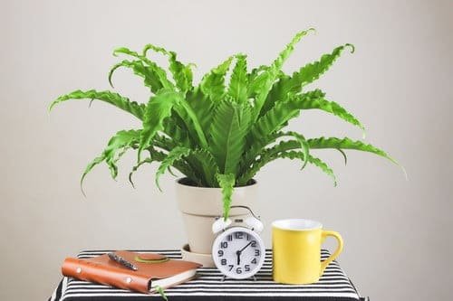 Houseplant Planting Guide 9