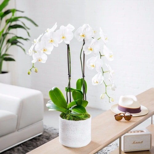 Pictures of Feng Shui Plants for Home 10
