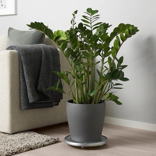 How IKEA Pots Change the Look of Indoor Plants