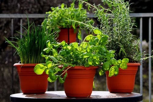 Create a Pasta Garden on Your Small Balcony 2