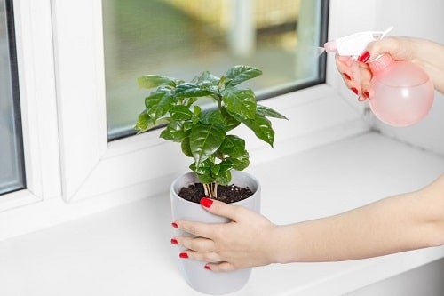 Things that'll Solve All Your Houseplant Problems 3