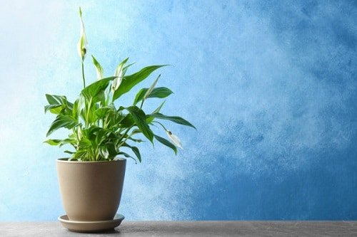Houseplant Planting Guide 10