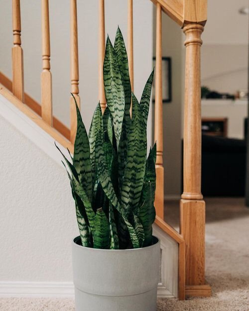 These Pictures Prove that How IKEA Pots Change the Look of Indoor Plants