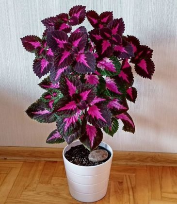 31 Most Awesome Indoor Coleus Pictures | Balcony Garden Web