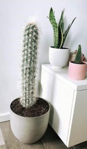 42 Pictures of Different Types of Cactus Plants You Can Grow at Home
