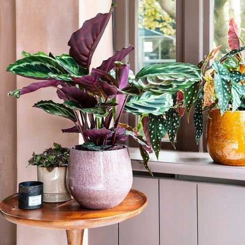 Best Foliage Plants for Containers 14