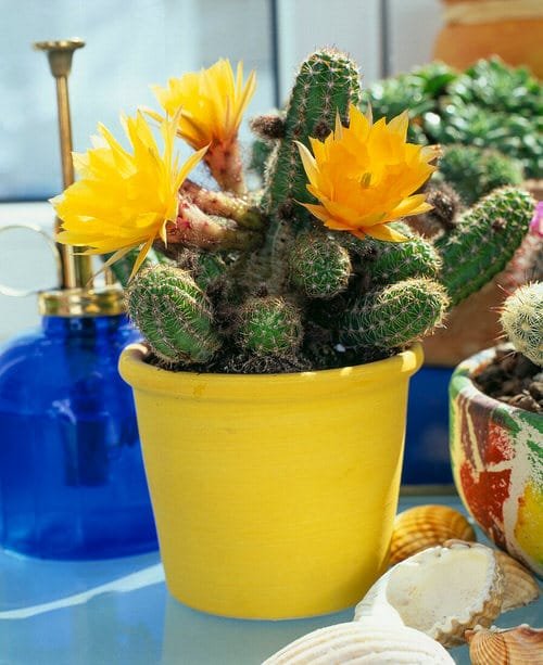 Different Types of Cactus Plants 12