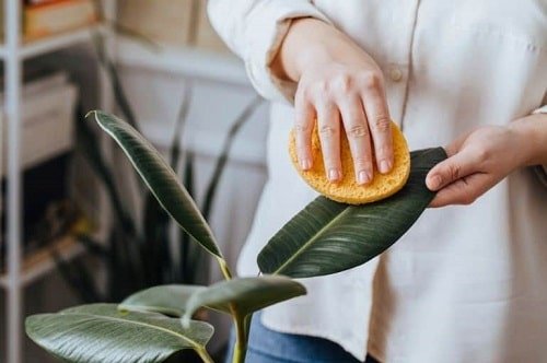 Things that'll Solve All Your Houseplant Problems 2