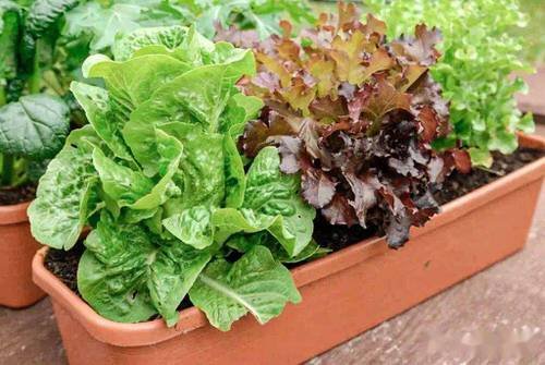 Best Container Vegetables 2