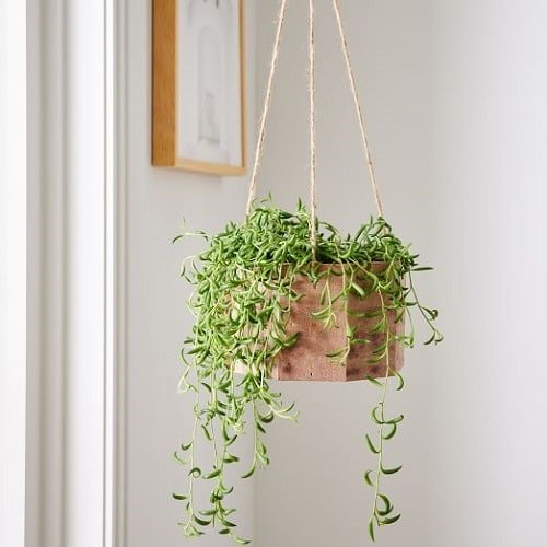 Hanging Basket Plants You can Grow from Cuttings 2