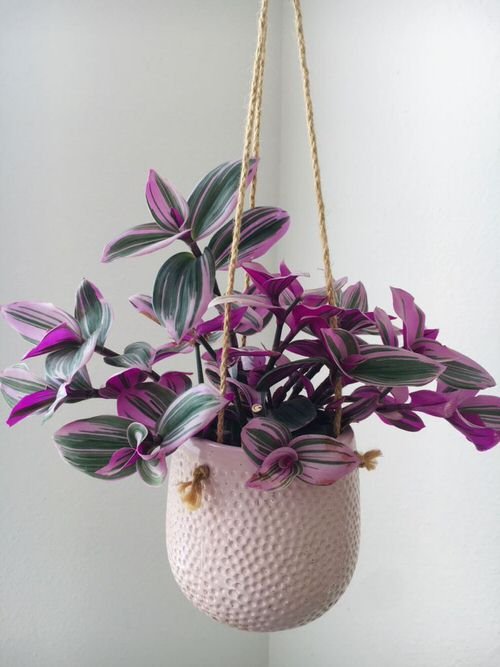 Lesser-Known Indoor Plants for Hanging Baskets 2