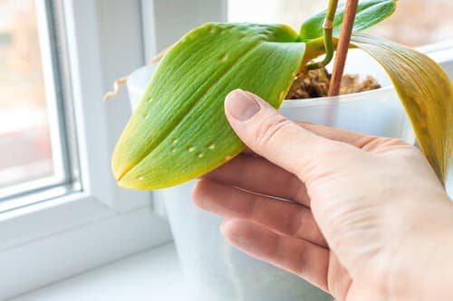Quick Checklist to Revive Your Dying Houseplants 2