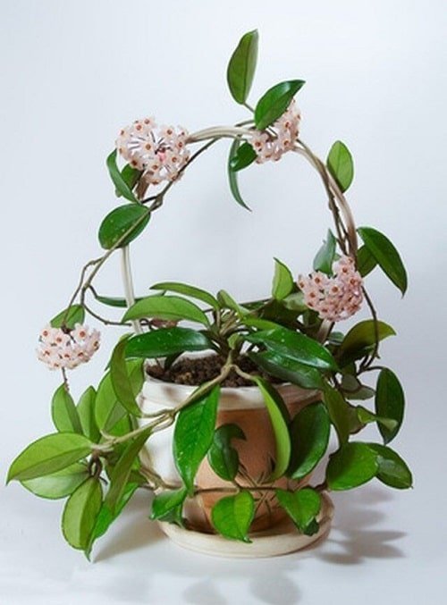 Indoor Vines You Can Grow for Fragrance 3