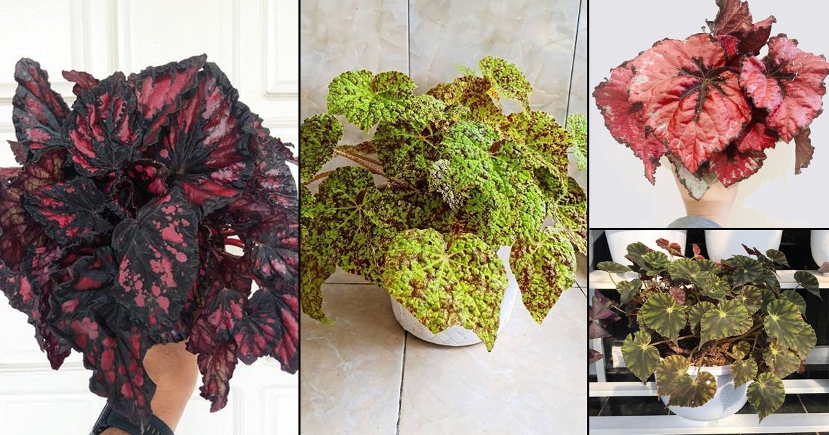 30 Stunning Types of Rex Begonia Varieties | Balcony Garden Web