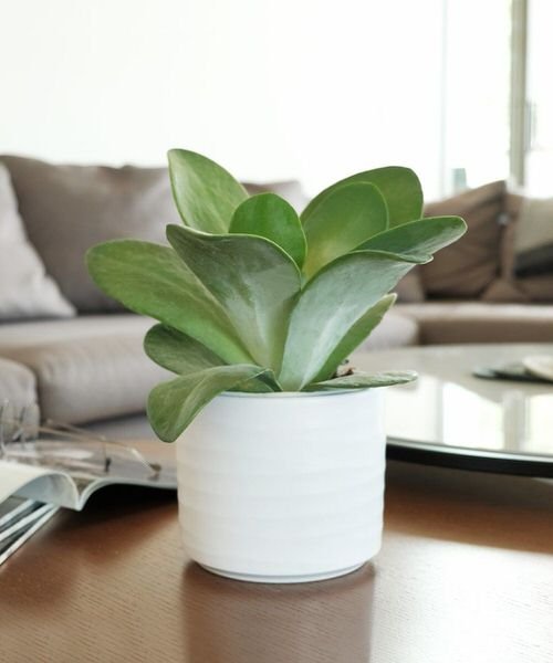 Pictures of the Best Small Houseplants 60