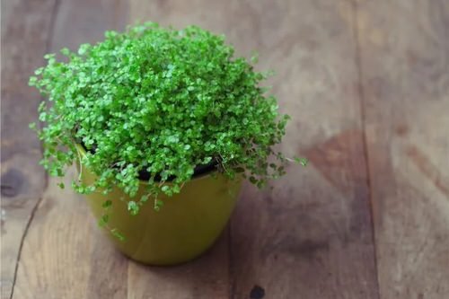 Pictures of the Best Small Houseplants 61