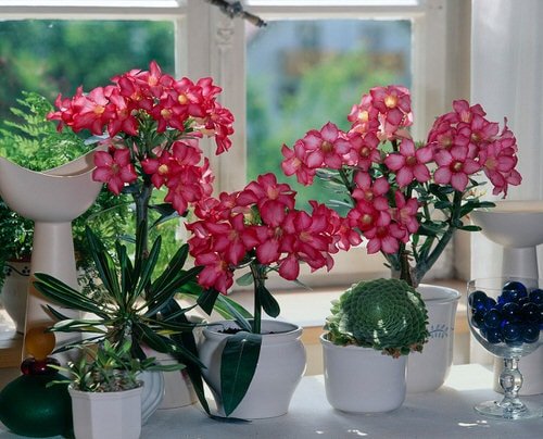 Pictures of the Best Small Houseplants 62