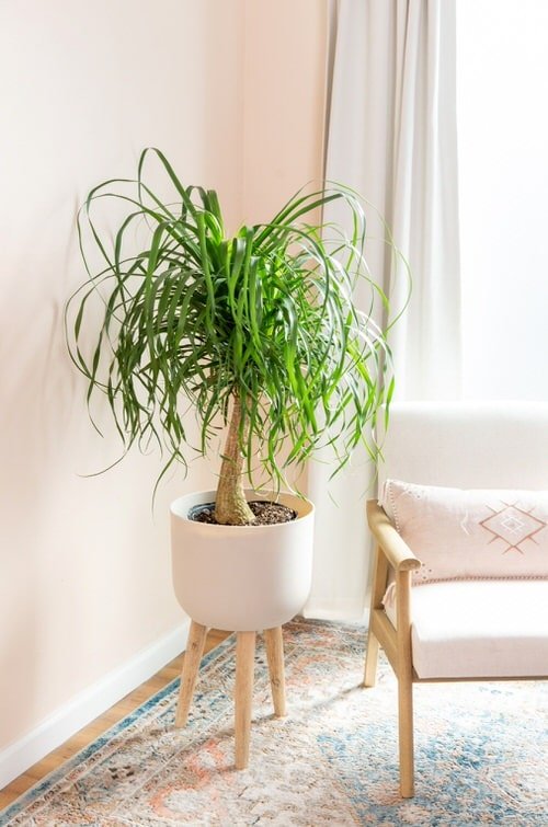 Pictures of Feng Shui Plants for Home 3