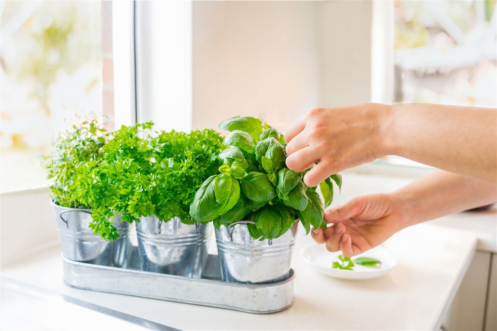 Secret Tips for Growing Most Fragrant Herbs 2