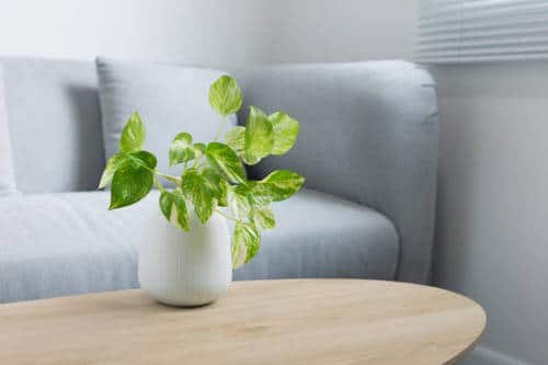 Houseplants You Can Borrow From Friends and Grow Free 3