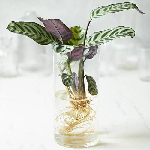 Pet Safe Houseplants You Can Grow in Water 3