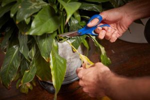 Quick Checklist To Revive Your Dying Houseplants 