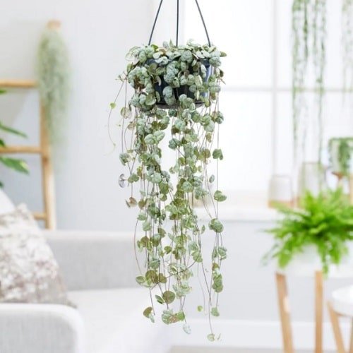 Lesser-Known Indoor Plants for Hanging Baskets 3