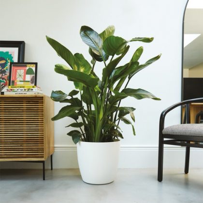 12 Popular African Houseplants that Everybody Wants To Grow | African ...