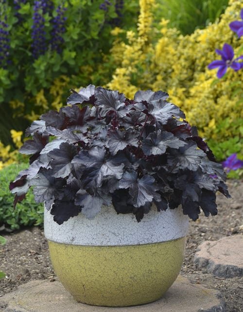 Best Foliage Plants for Containers 3