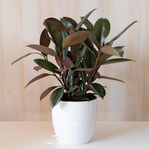 Types of Rubber Plants-Burgundy