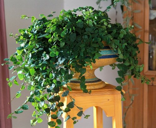 Amazing Vines That Grow Without Sunlight