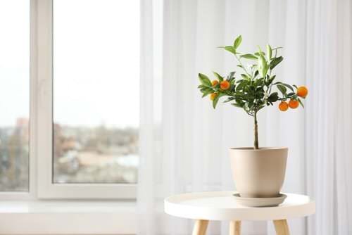 Pictures of Feng Shui Plants for Home 4