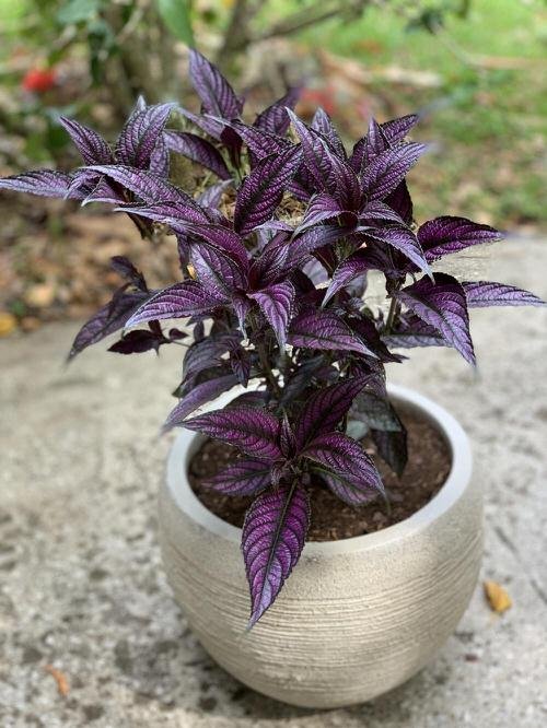 Best Foliage Plants for Containers 4