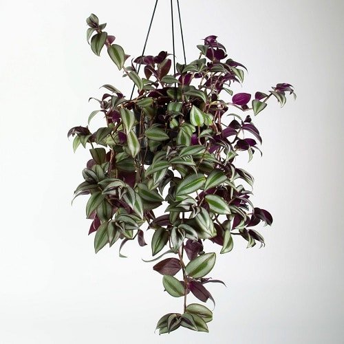 Hanging Basket Plants You can Grow from Cuttings 4