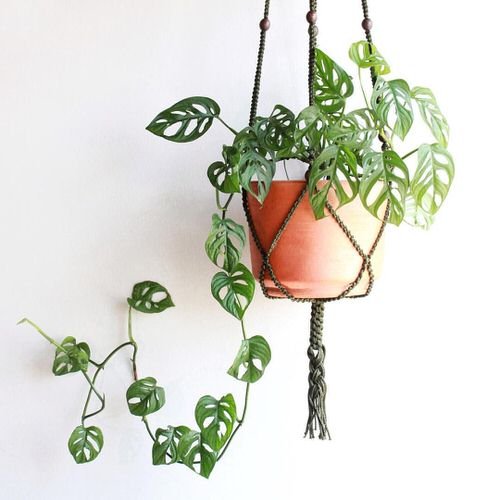 Lesser-Known Indoor Plants for Hanging Baskets 4