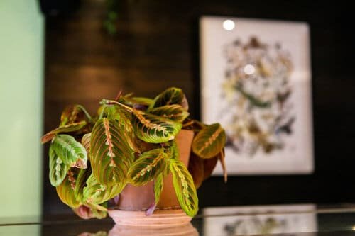 Houseplants You Can Borrow From Friends and Grow Free 4