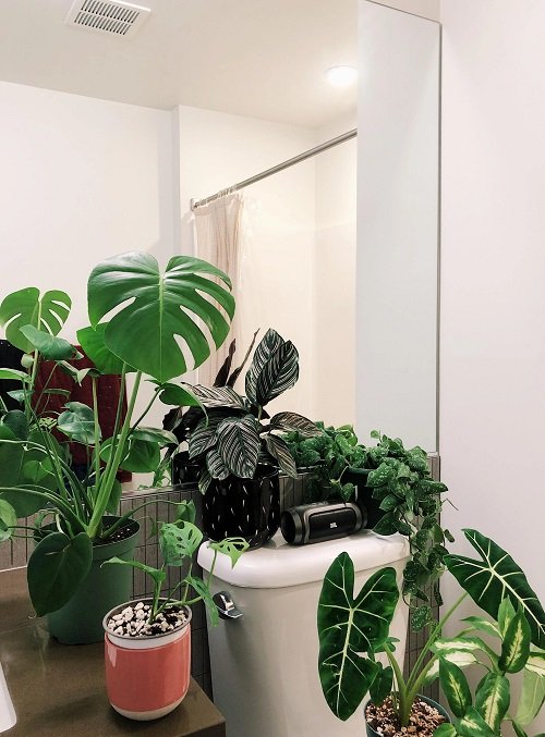 36 Awesome Pictures of Bathroom with Plants for Inspiration 18
