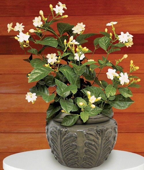 Indoor Vines You Can Grow for Fragrance 4