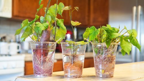 Pet Safe Houseplants You Can Grow in Water 4