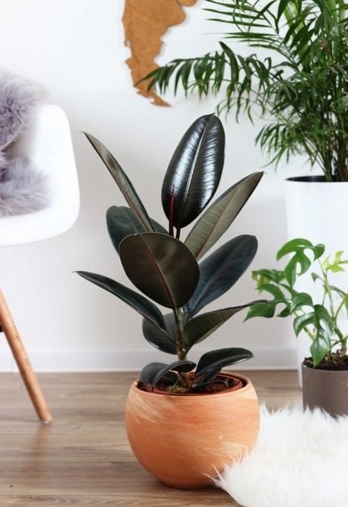 Types of Rubber Plant 7
